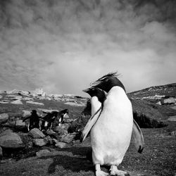Rockhopper Afternoon