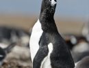 Gentoo Penguin 