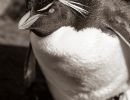 Rockhopper Penguin B&W