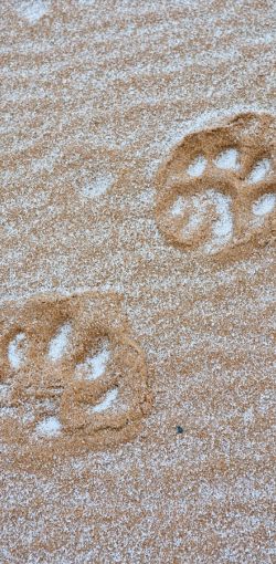 Tiger Track in Sand and Snow