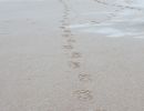 Beach Tracks