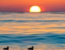 Merganser Rise