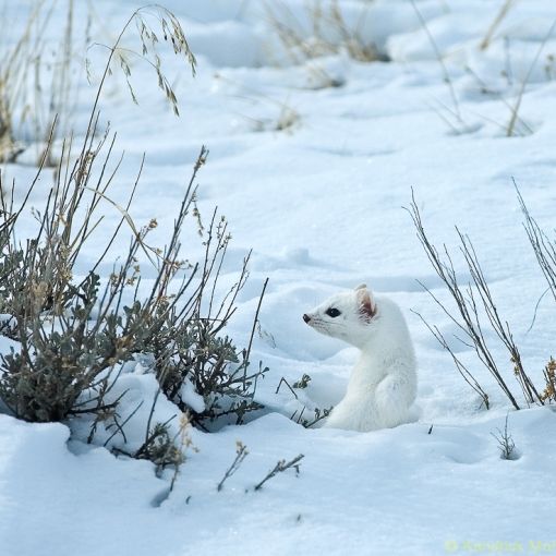 Winter Weasel