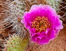 Prickly Pear Bloom