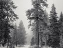 B&W, Winter Pine