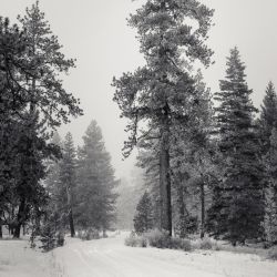 B&W, Winter Pine