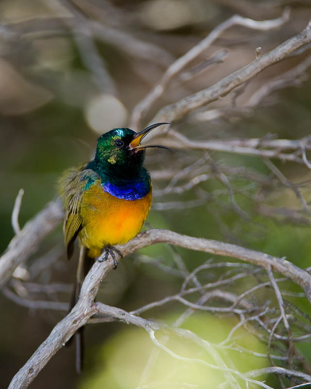 Wildlife